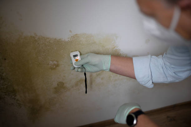 Why You Should Choose Our Mold Remediation Services in Riverton, IL